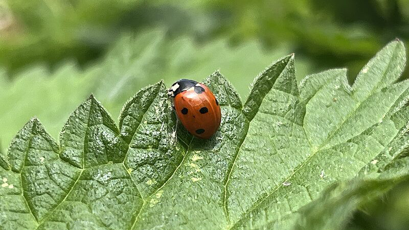EFT - libération émotionnelle